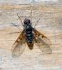 Anthrax trifasciatus